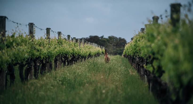 Evans & Tate Vineyards